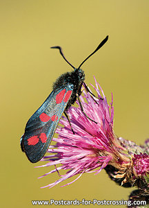 Cinnabar moth postcard