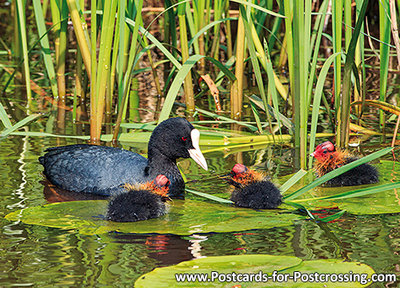 Eurasian Coot postcard