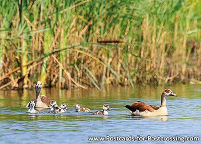 Egyptian geese postcard