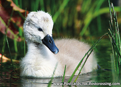 Young Mute swan postcard