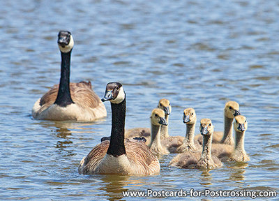 Canada goose postcard