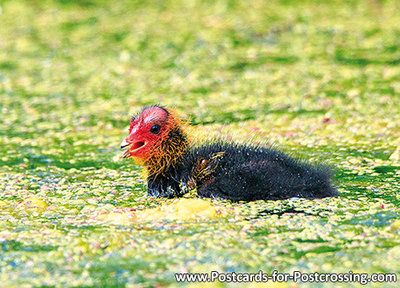 Eurasian Coot young postcard