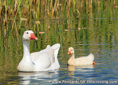 Domestic goose postcard