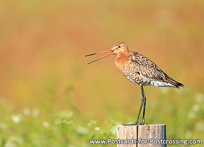 Black tailed godwit postcard