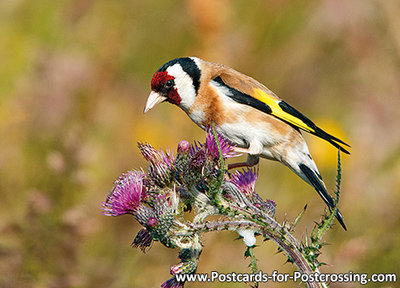 European goldfinch postcard