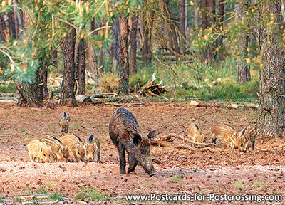 Wild boar with piggies postcard