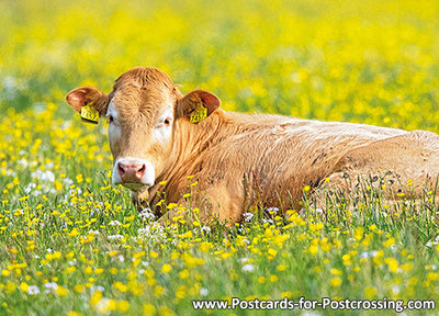 Limousin cow postcard