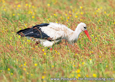 Stork postcard
