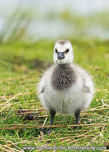 Young Canada goose postcard