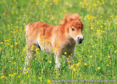 Foal postcard