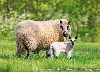 Kerry Hill sheep postcard