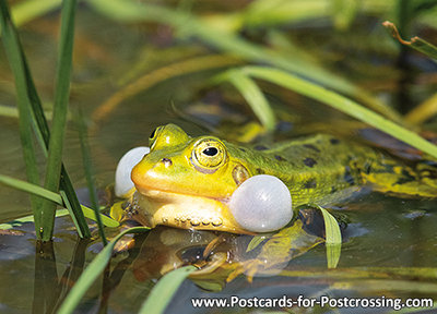 wildlife postcards - frog postcard 