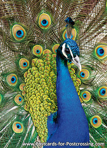 peacock postcard