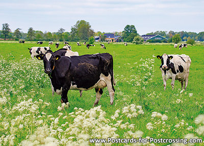 Cows in the meadow postcard