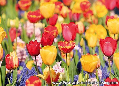 Field of flowers postcard