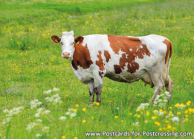 cow postcard