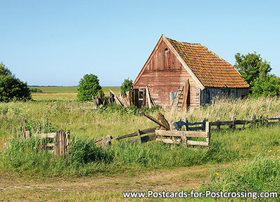 Sheep farm on Texel postcard