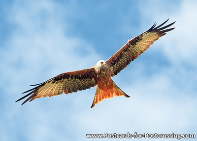 Red kite postcard