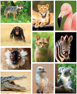 Zoo postcards - set with 10 postcards