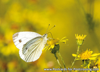 Cabbage butterfly postcard