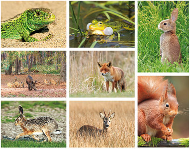 Wildlife postcards