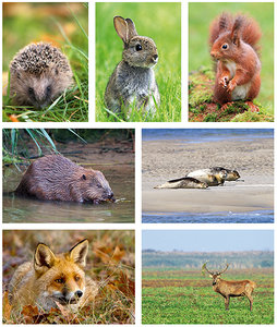 Wildlife postcards - set with 7 animal postcards