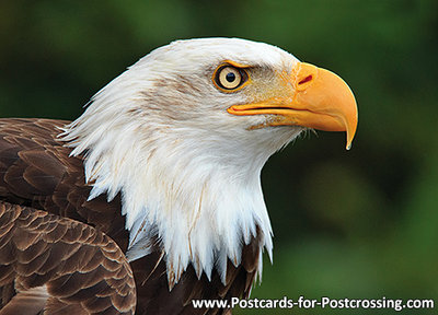 Bald eagle postcard