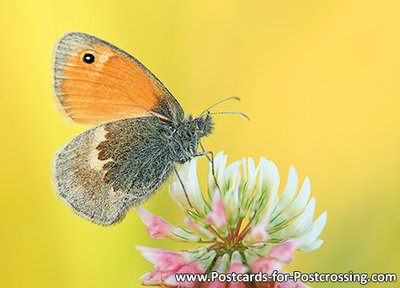 Small heath butterfly postcard