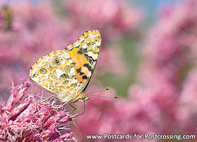 Painted lady butterfly postcard
