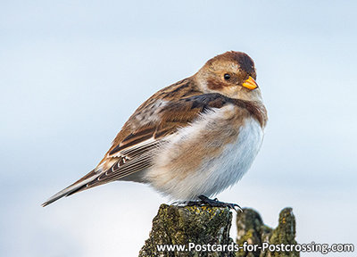 Snow bunting postcard