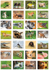 Animal sticker sheet - great stickers from various animal