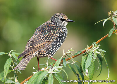 Common starling postcard