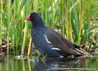 Common moorhen postcard