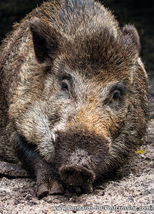 Wild boar postcard