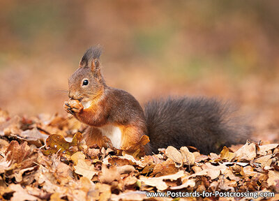 Squirrel postcard