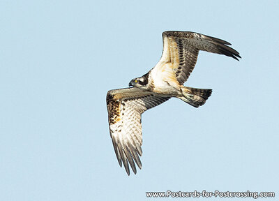 Osprey postcard