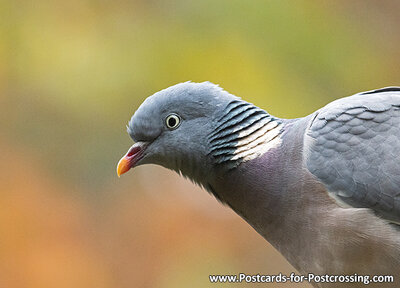 Common wood pigeon postcard