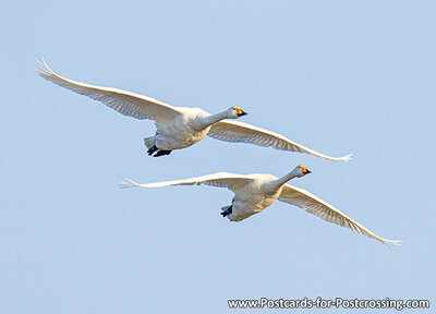 Whooper swan postcard