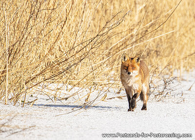 Fox in winter postcard