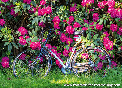 Bicycle postcard