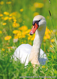 Mute swan postcard