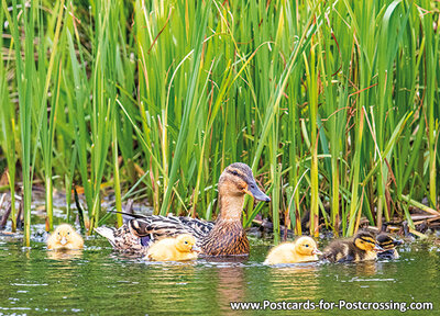 Duck with ducklings postcard