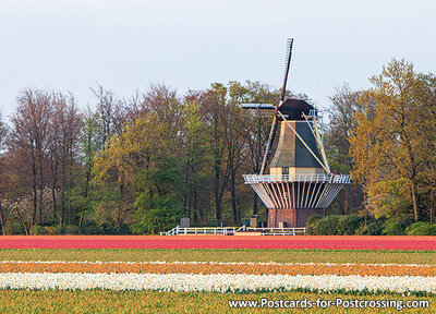 Keukenhof Mill postcard