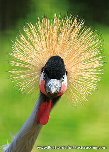 Gray crowned crane postcard