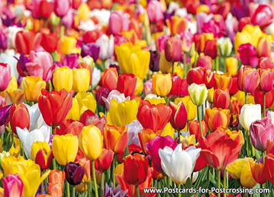 Tulip field postcard