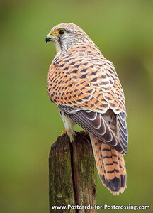 Common Kestrel postcard