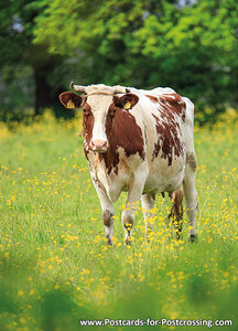 Cow postcard