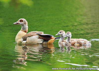 Egyptian geese postcard