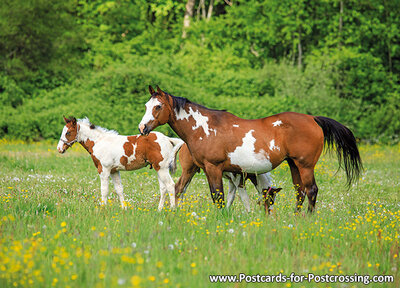 Horse with foal postcard