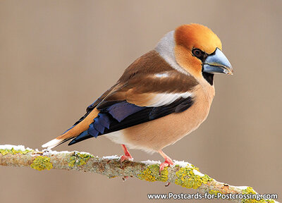 hawfinch postcard